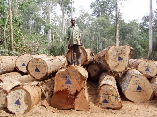 Holzschlag in Kamerun. N&ouml;tig w&auml;ren riesige Aufforstungsprogramme, um den Klimawandel zu stoppen. Bild: Ma. 