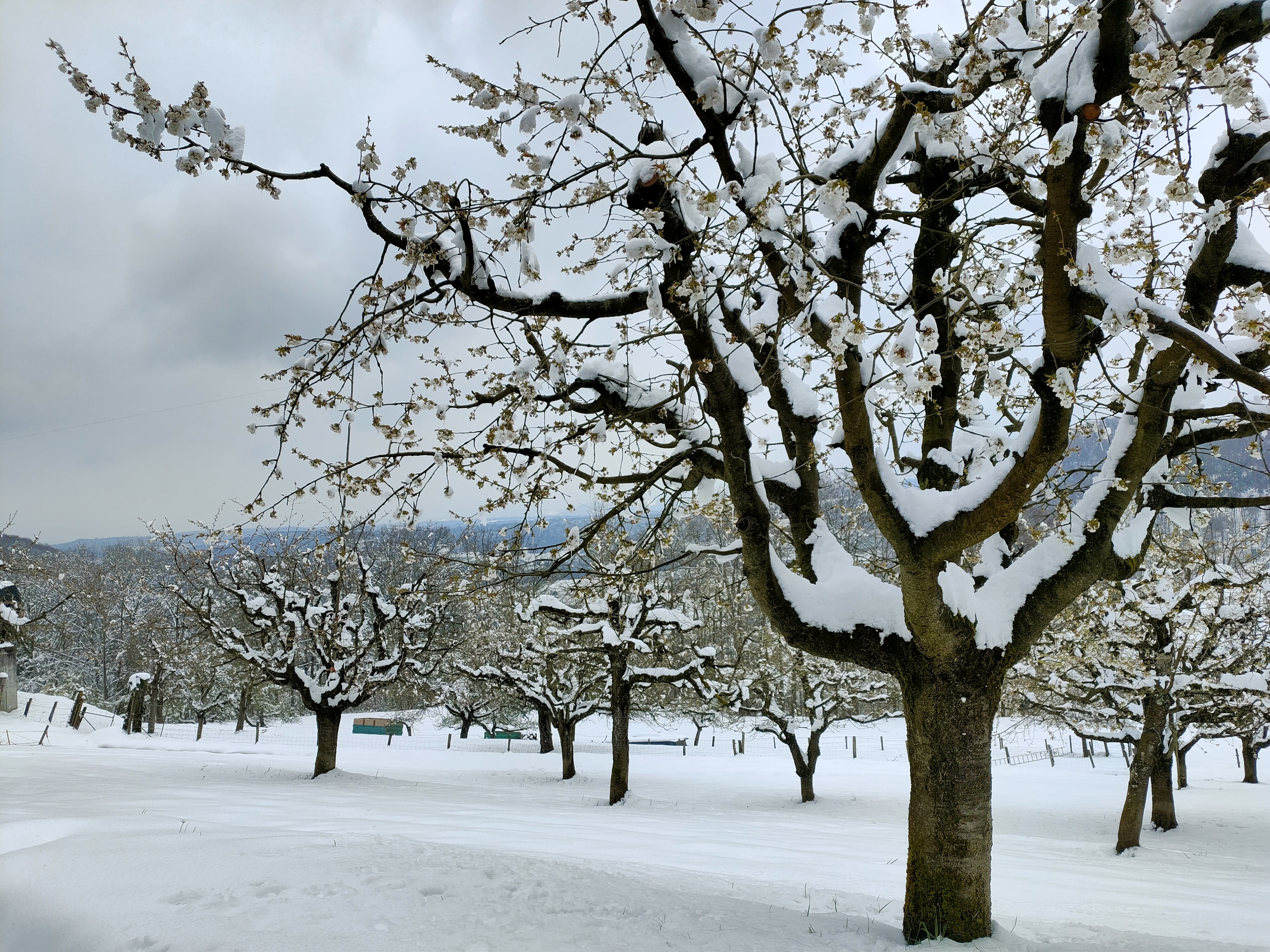 Kirschgarten in B&uuml;ren am 3. April 2022: Ein Wintereinbruch mit bis zu 30 Zentimeter Neuschnee und strengem Frost trifft die Kirschb&auml;ume in der vollen Bl&uuml;te. 