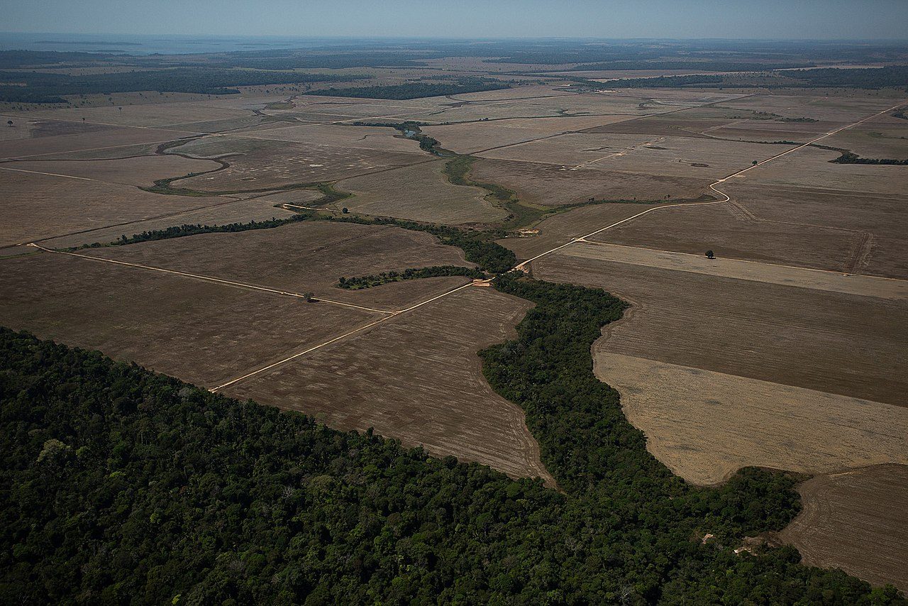 Rinderweiden statt Regenwald in der N&agrave;he der Amazonas-Stadt Porto Velho. (Bild: Bruno Kelly)