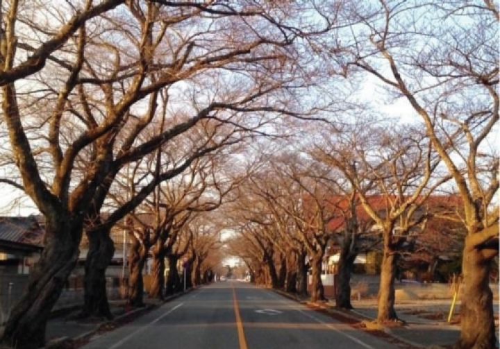 Japanischen Kirschb&auml;ume in der Stadt Tomioka. Sie wurde nach der Katastrophe in Fukushima vollst&auml;ndig evakuiert. (Bild: Nakase / Serine)